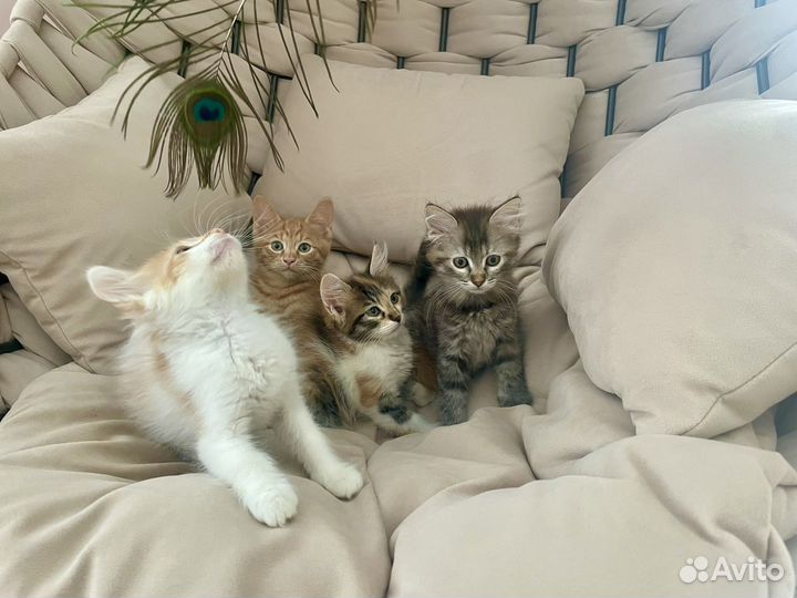 Котята в добрые руки