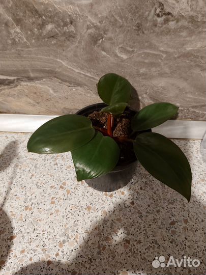 Филодендрон