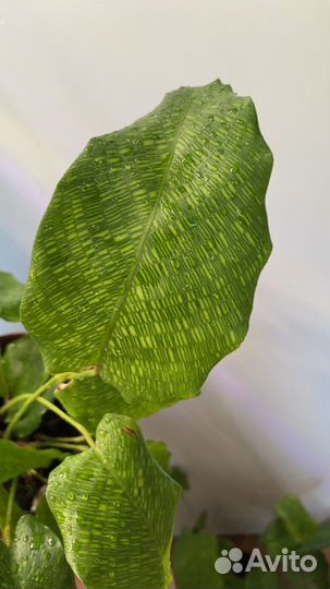 Калатея нетворк