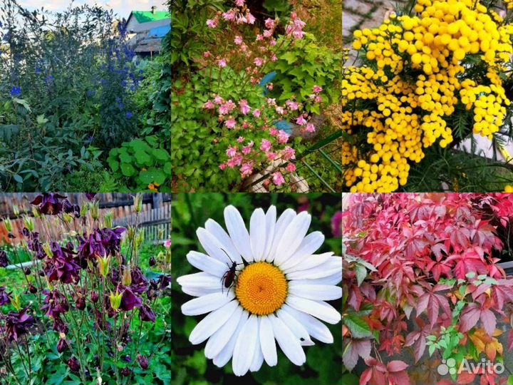 Многолетние цветы