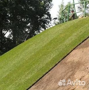 Рулонный газон с гарантией