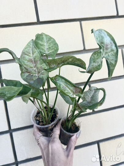 Сингониумы