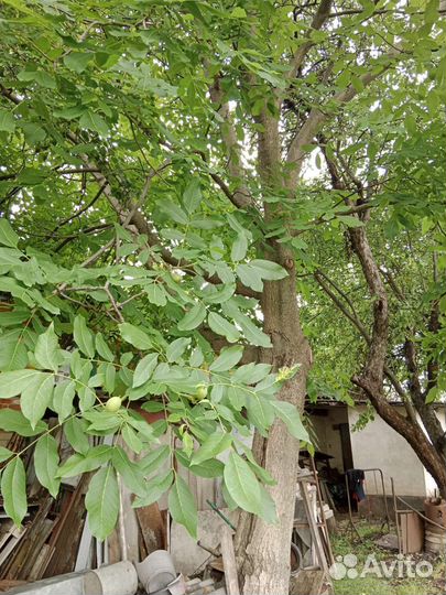 Грецкий орех саженцы