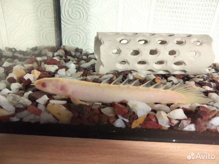 Полиптерус