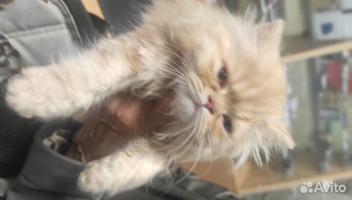 Продаже персидские котят