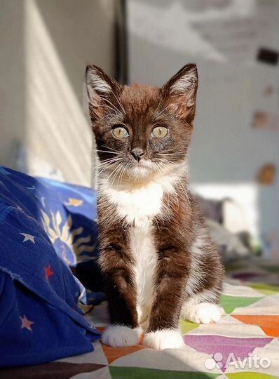 Котенок девочка в добрые руки