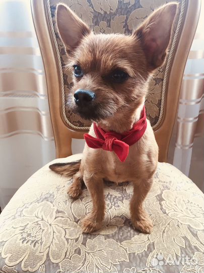 Вязка кобель