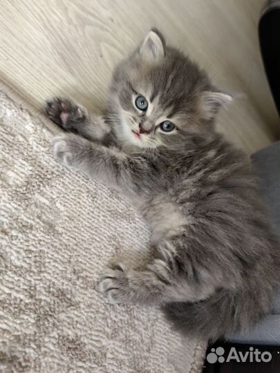 Шотландские котята