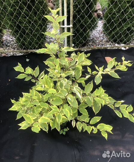 Дерен белый Gouchaultii