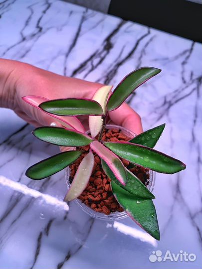 Хойя Кентиана Альбомаргината Лори Лин растение
