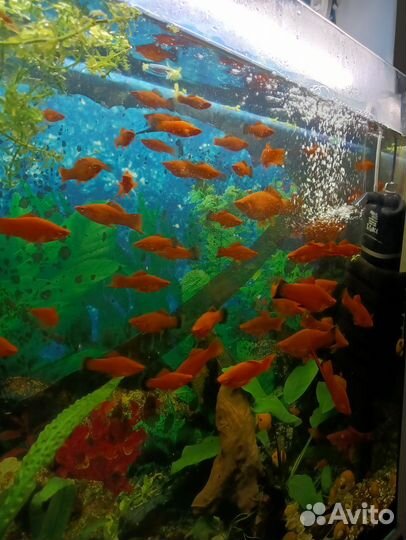 Аквариумные рыбки меченосцы