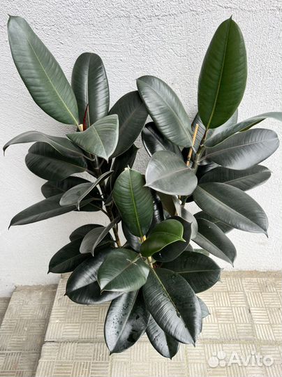 Фикус эластика Абиджан