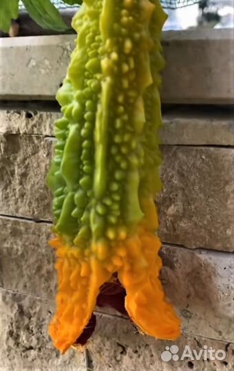 Момордика турецкая (семена)