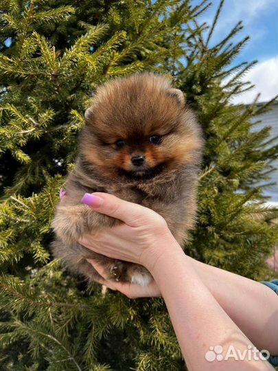 Померанский шпиц