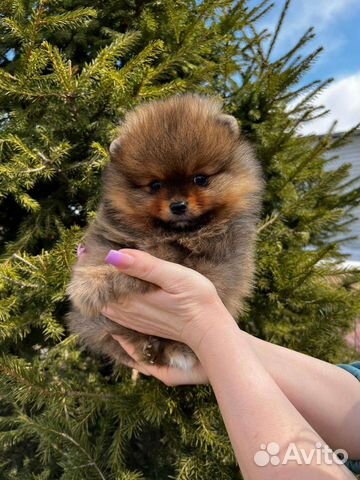 Померанский шпиц