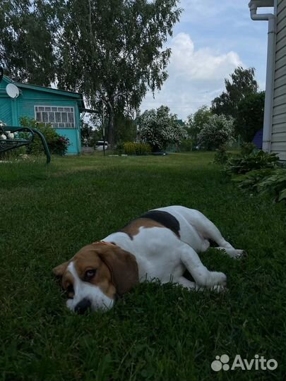 Вязка кобеля бигля