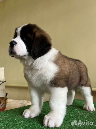 Щенки сенбернара