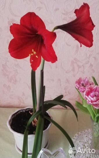 Гиппеаструм, амариллис
