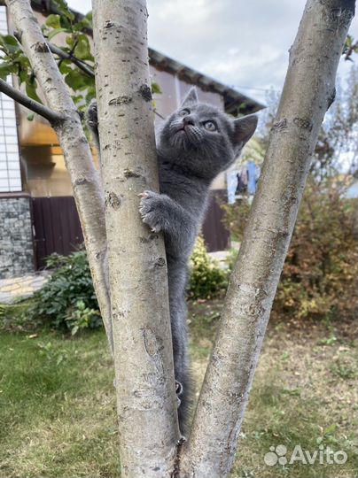 Кошечка в добрые руки