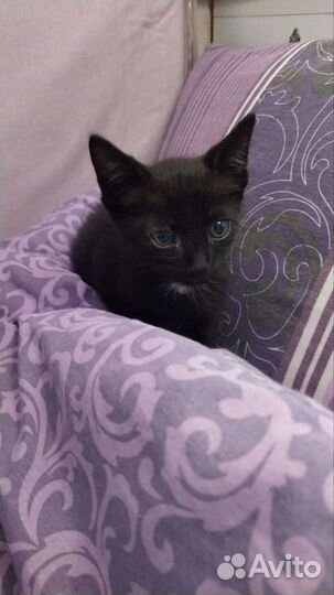 Кот в дар бесплатно