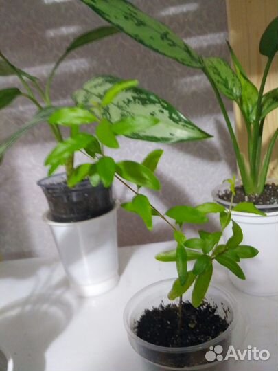 Комнатные цветы