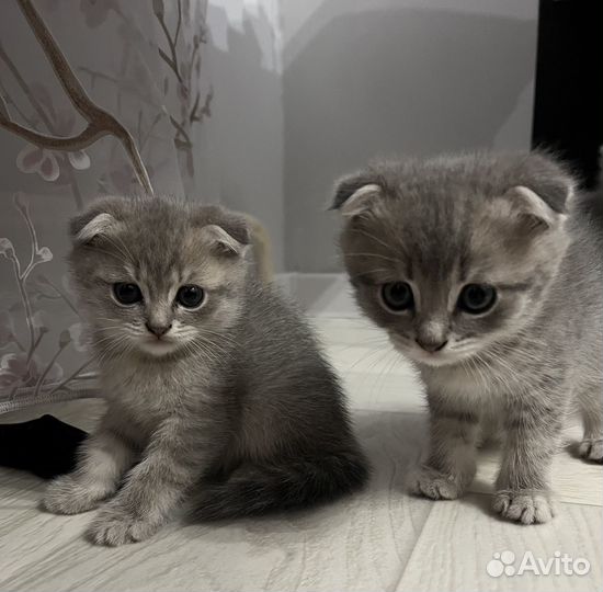 Шотландская вислоухая шиншилла котята