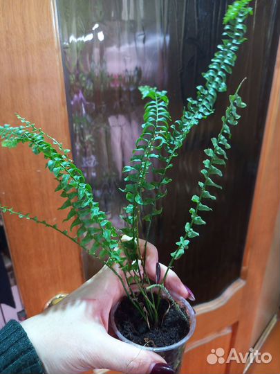 Папоротник 100