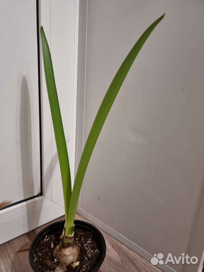 Гиппеаструм