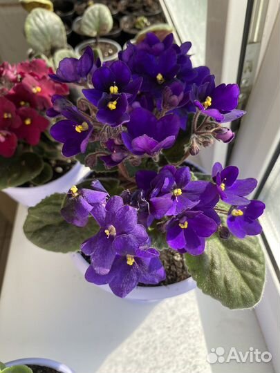 Фиалка комнатная