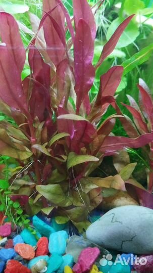 Водоросли для аквариума