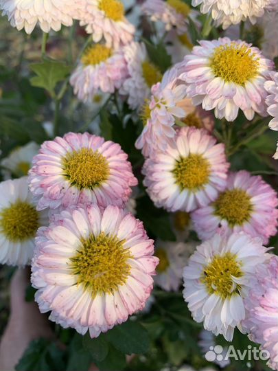 Хризантемы мультифлора черенки