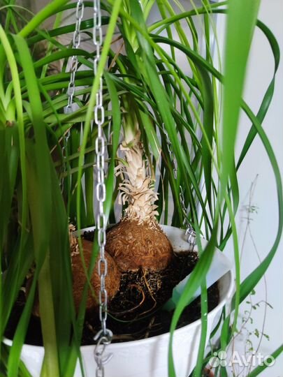 Нолина - Бокарнея