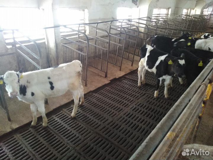 Телята бычки