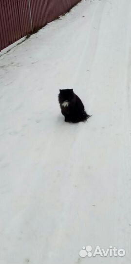 Отдам Маркиза