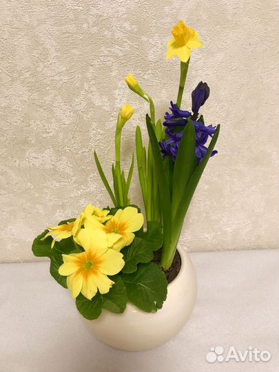 Композиция из первоцветов к 8 марта