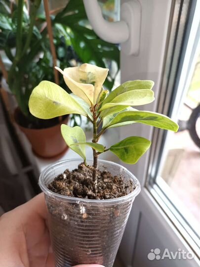 Фикус коконат крем