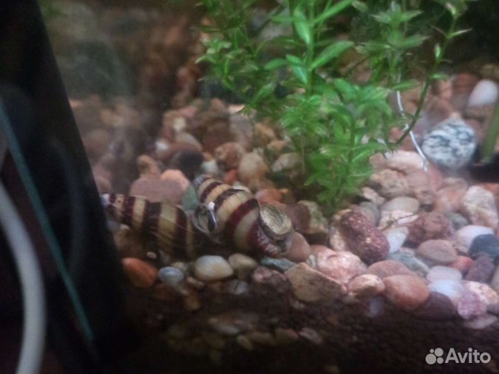 Улитка Хелена