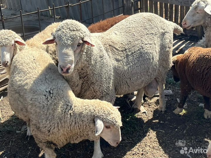 Племенной баран