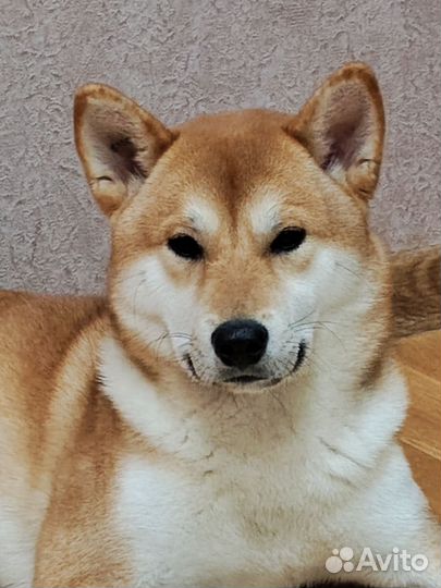 Кабель Сиба(Шиба) ину для вязки