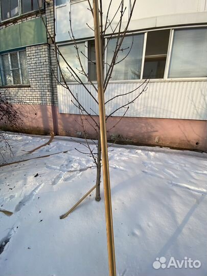 Багетный карниз