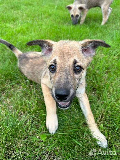 Щенки, девочки, 3 мес