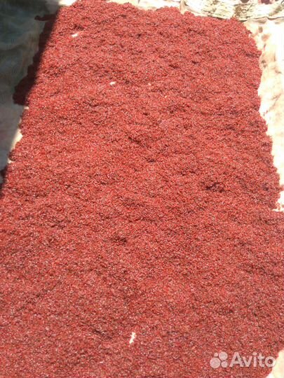 Мелкий подмосковный мотыль.Живой корм для рыбок