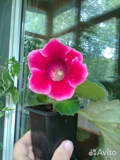 Лист Глоксинии фиолетов.с белым