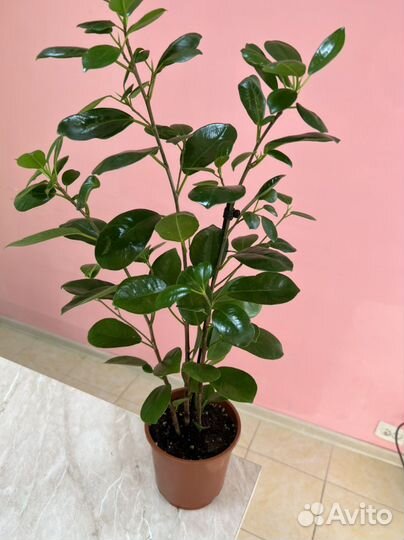 Фикус Microcarpa Moclame 3ствола