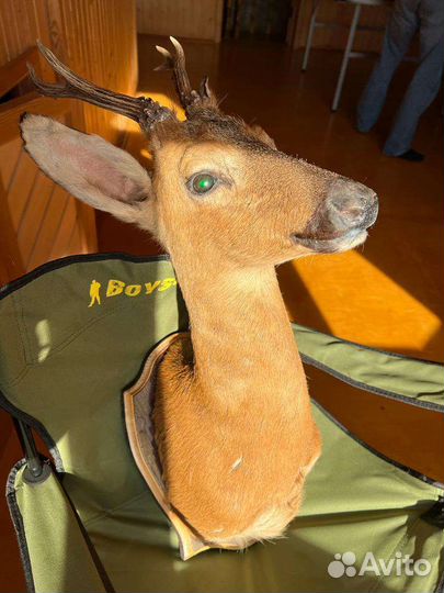 Чучело головы косули