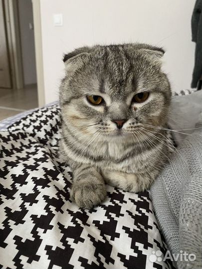 Шотландский кот
