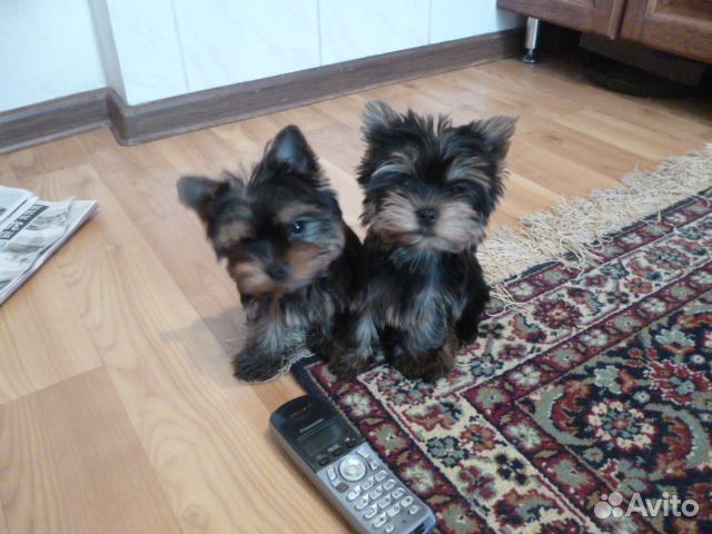 Йоркширский терьер