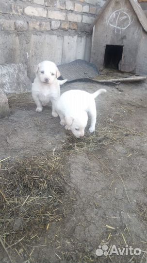 Отдам щенков