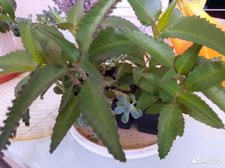 Каланхоэ и суккуленты