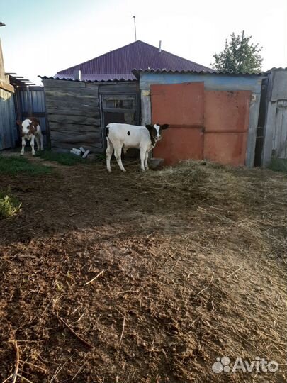 Телята бычки